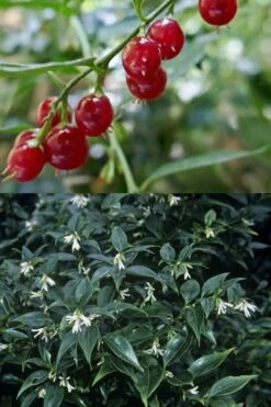 Fragrant Sweet Box (Sarcococca Ruscifolia) - 3 Gallon Pot -Outlet Drip Mingle Store sarcococca ruscifolia fragrant sweet box 4