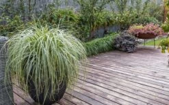Feather Falls Sedge (Carex Oshimensis) - 5 Pack Of Quart Pots -Outlet Drip Mingle Store sedge feather falls 3 800x500 1