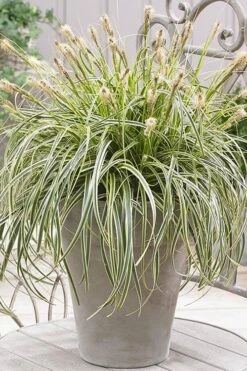 Feather Falls Sedge (Carex Oshimensis) - 5 Pack Of Quart Pots -Outlet Drip Mingle Store sedge feather falls 500x750 1