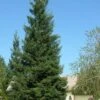 Inman's Select Redwood Tree (Sequoia Sempervirens) - 3 Gallon Pot -Outlet Drip Mingle Store sequoia sempervirens inman select 11