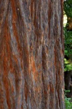 Inman's Select Redwood Tree (Sequoia Sempervirens) - 3 Gallon Pot -Outlet Drip Mingle Store sequoia sempervirens inman select 5