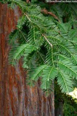 Inman's Select Redwood Tree (Sequoia Sempervirens) - 3 Gallon Pot -Outlet Drip Mingle Store sequoia sempervirens inman select 8