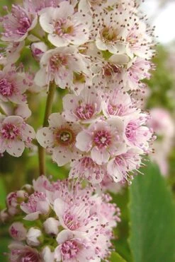 White Meadowsweet (Spirea Alba) - 3 Gallon Pot -Outlet Drip Mingle Store spirea alba white meadowsweet 7