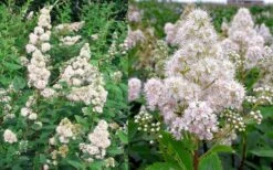 White Meadowsweet (Spirea Alba) - 3 Gallon Pot -Outlet Drip Mingle Store spirea alba white meadowsweet 9
