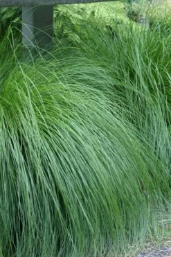 Prairie Dropseed Grass (Sporobolis Heterolepis) - 8 Pack Of 1 Gallon Pots -Outlet Drip Mingle Store sporobolis heterolepis prairie dropseed grass 1