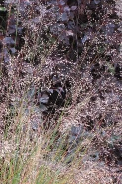 Prairie Dropseed Grass (Sporobolis Heterolepis) - 1 Gallon Pot -Outlet Drip Mingle Store sporobolis heterolepis prairie dropseed grass 10 2