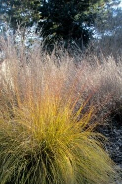 Prairie Dropseed Grass (Sporobolis Heterolepis) - 8 Pack Of 1 Gallon Pots -Outlet Drip Mingle Store sporobolis heterolepis prairie dropseed grass 18