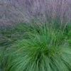 Prairie Dropseed Grass (Sporobolis Heterolepis) - 1 Gallon Pot -Outlet Drip Mingle Store sporobolis heterolepis prairie dropseed grass 19 2