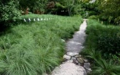 Prairie Dropseed Grass (Sporobolis Heterolepis) - 1 Gallon Pot -Outlet Drip Mingle Store sporobolis heterolepis prairie dropseed grass 2 2