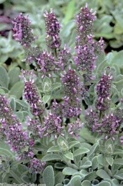 Silky Fleece Dwarf Lambs Ear (Stachys Byzantina) - 10 Pack Of Quarts Pots -Outlet Drip Mingle Store stachys byzantine silky fleece lambs ear 101