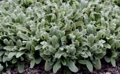 Silky Fleece Dwarf Lambs Ear (Stachys Byzantina) - 5 Pack Of Quarts Pots -Outlet Drip Mingle Store stachys silky fleece 2