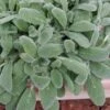Silky Fleece Dwarf Lambs Ear (Stachys Byzantina) - 5 Pack Of Quarts Pots -Outlet Drip Mingle Store stachys silky fleece 3