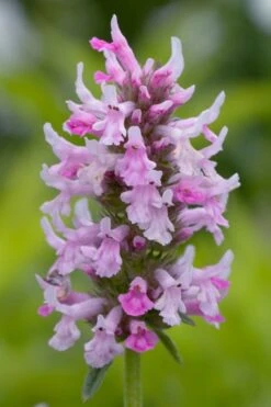 Summer Crush Betony (Stachys) - 1 Gallon Pot -Outlet Drip Mingle Store stachys summer crush betony 3