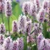 Summer Crush Betony (Stachys) - 1 Gallon Pot -Outlet Drip Mingle Store stachys summer crush betony 4