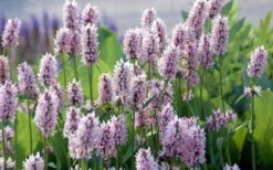Summer Crush Betony (Stachys) - 1 Gallon Pot -Outlet Drip Mingle Store stachys summer crush betony 5