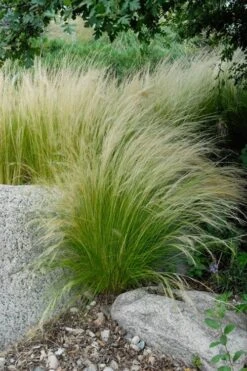 Pony Tails Mexican Feather Grass - Stipa Tennuissima - 1 Gallon Pot -Outlet Drip Mingle Store stipa tenuissima ponytails mexican feather grass 107 2