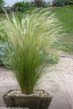 Pony Tails Mexican Feather Grass (Stipa Tennuissima) - 5 Pack Of Quart Pots -Outlet Drip Mingle Store stipa tenuissima ponytails mexican feather grass 111 1