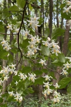 American Snowbell Tree (Styrax Americanus) - 3 Gallon Pot -Outlet Drip Mingle Store styrax americanus american snowbell 12