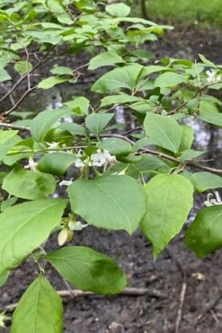 American Snowbell Tree (Styrax Americanus) - 3 Gallon Pot -Outlet Drip Mingle Store styrax americanus american snowbell 13