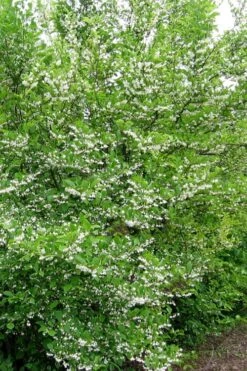 American Snowbell Tree (Styrax Americanus) - 3 Gallon Pot -Outlet Drip Mingle Store styrax americanus american snowbell 16