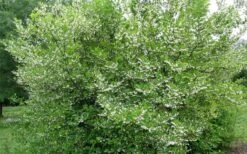 American Snowbell Tree (Styrax Americanus) - 3 Gallon Pot -Outlet Drip Mingle Store styrax americanus american snowbell 17