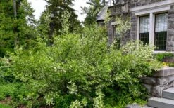 American Snowbell Tree (Styrax Americanus) - 3 Gallon Pot -Outlet Drip Mingle Store styrax americanus american snowbell 18