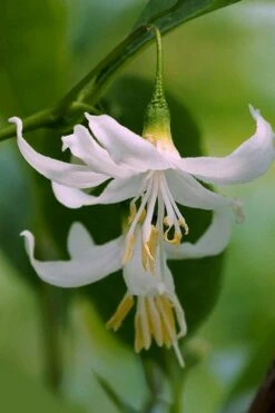 American Snowbell Tree (Styrax Americanus) - 3 Gallon Pot -Outlet Drip Mingle Store styrax americanus american snowbell 2