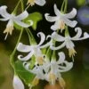 American Snowbell Tree (Styrax Americanus) - 3 Gallon Pot 2 American Snowbell Tree (Styrax Americanus) - 3 Gallon Pot -Outlet Drip Mingle Store styrax americanus american snowbell 3