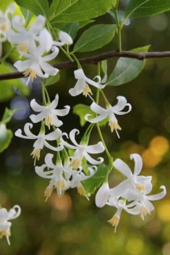 American Snowbell Tree (Styrax Americanus) - 3 Gallon Pot -Outlet Drip Mingle Store styrax americanus american snowbell 4