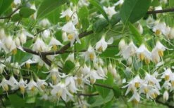 American Snowbell Tree (Styrax Americanus) - 3 Gallon Pot -Outlet Drip Mingle Store styrax americanus american snowbell 6