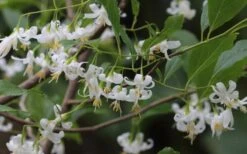 American Snowbell Tree (Styrax Americanus) - 3 Gallon Pot -Outlet Drip Mingle Store styrax americanus american snowbell 7