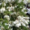 Fragrant Fountain Weeping Japanese Snowbell Tree - 5 Gallon Pot -Outlet Drip Mingle Store styrax japonica fragrant fountain weeping japanese snowbell tree 3