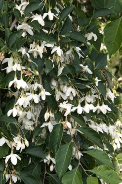 Fragrant Fountain Weeping Japanese Snowbell Tree - 5 Gallon Pot 19 Fragrant Fountain Weeping Japanese Snowbell Tree - 5 Gallon Pot -Outlet Drip Mingle Store styrax japonica fragrant fountain weeping japanese snowbell tree 4