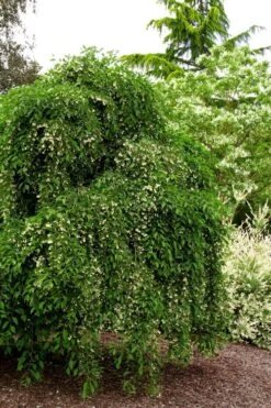 Fragrant Fountain Weeping Japanese Snowbell Tree - 5 Gallon Pot 16 Fragrant Fountain Weeping Japanese Snowbell Tree - 5 Gallon Pot -Outlet Drip Mingle Store styrax japonica fragrant fountain weeping japanese snowbell tree 5