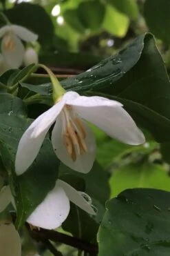 Fragrant Fountain Weeping Japanese Snowbell Tree - 5 Gallon Pot 18 Fragrant Fountain Weeping Japanese Snowbell Tree - 5 Gallon Pot -Outlet Drip Mingle Store styrax japonica fragrant fountain weeping japanese snowbell tree 7