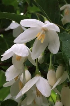Fragrant Fountain Weeping Japanese Snowbell Tree - 5 Gallon Pot 15 Fragrant Fountain Weeping Japanese Snowbell Tree - 5 Gallon Pot -Outlet Drip Mingle Store styrax japonica fragrant fountain weeping japanese snowbell tree 8