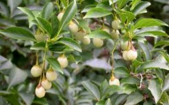 Pink Chimes Japanese Snowbell - 1 Gallon Pot -Outlet Drip Mingle Store styrax japonica pink chimes japanese snowbell tree 11
