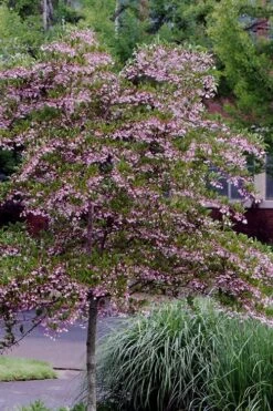 Pink Chimes Japanese Snowbell - 1 Gallon Pot -Outlet Drip Mingle Store styrax japonica pink chimes japanese snowbell tree 2