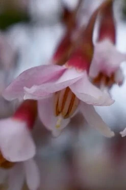 Pink Chimes Japanese Snowbell - 1 Gallon Pot -Outlet Drip Mingle Store styrax japonica pink chimes japanese snowbell tree 3