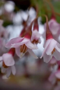 Pink Chimes Japanese Snowbell - 1 Gallon Pot -Outlet Drip Mingle Store styrax japonica pink chimes japanese snowbell tree 4