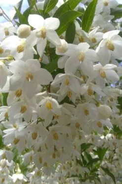 Japanese Snowbell Tree (Styrax) - 5 Gallon Pot 17 Japanese Snowbell Tree (Styrax) - 5 Gallon Pot -Outlet Drip Mingle Store styrax japonicus japanese snowbell tree 2