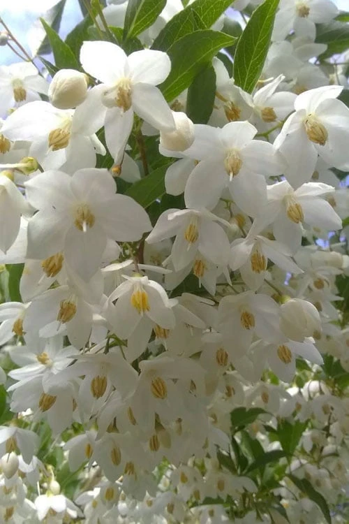 Japanese Snowbell Tree (Styrax) - 5 Gallon Pot 10 Japanese Snowbell Tree (Styrax) - 5 Gallon Pot - Image 8