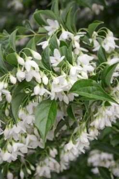 Japanese Snowbell Tree (Styrax) - 5 Gallon Pot 16 Japanese Snowbell Tree (Styrax) - 5 Gallon Pot -Outlet Drip Mingle Store styrax japonicus japanese snowbell tree 4