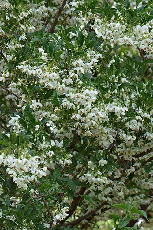 Japanese Snowbell Tree (Styrax) - 5 Gallon Pot 3 Japanese Snowbell Tree (Styrax) - 5 Gallon Pot