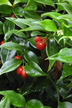 Fragrant Sweet Box (Sarcococca Ruscifolia) - 3 Gallon Pot -Outlet Drip Mingle Store sweet box fragrant 4 500x750 1