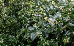 Fragrant Sweet Box (Sarcococca Ruscifolia) - 3 Gallon Pot -Outlet Drip Mingle Store sweet box fragrant 6 800x500 1