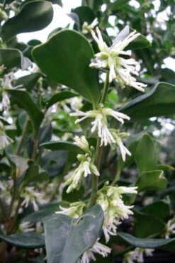 Fragrant Sweet Box (Sarcococca Ruscifolia) - 3 Gallon Pot -Outlet Drip Mingle Store sweet box fragrant 7 500x750 1
