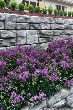 Bloomerang Dark Purple Lilac - 3 Gallon Pot -Outlet Drip Mingle Store syringa bloomerang dark purple lilac 22