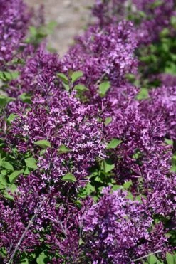 Bloomerang Dark Purple Lilac - 3 Gallon Pot -Outlet Drip Mingle Store syringa bloomerang dark purple lilac 23