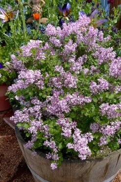 Palibin Dwarf Lilac Bush - 3 Gallon Pot -Outlet Drip Mingle Store syringa meyeri palibin dwarf lilac 5